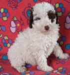 Parti Schnoodle Puppies, Chocolate and White