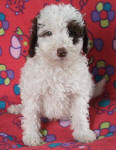 Parti Schnoodle Puppies, Chocolate and White