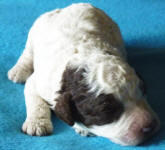 Parti Schnoodle Puppies, Chocolate and White