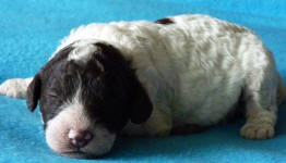 Parti Schnoodle Puppies, Chocolate and White