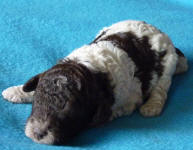 Parti Schnoodle Puppies, Chocolate and White