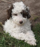 Parti Schnoodle Puppies, Chocolate and White