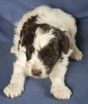 Parti Schnoodle Puppies, Chocolate and White