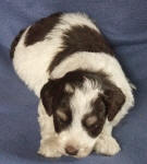 Parti Schnoodle Puppies, Chocolate and White