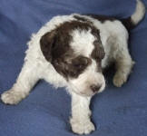 Parti Schnoodle Puppies, Chocolate and White