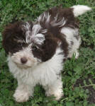 Parti Schnoodle Puppies, Chocolate and White