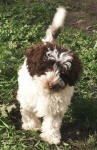 Parti Schnoodle Puppies, Chocolate and White