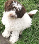 Parti Schnoodle Puppies, Chocolate and White