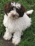 Parti Schnoodle Puppies, Chocolate and White