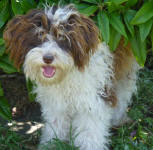 Parti Schnoodle Puppies, Chocolate and White