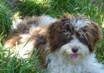 Parti Schnoodle Puppies, Chocolate and White