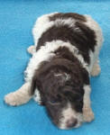 Parti Schnoodle Puppies, Chocolate and White