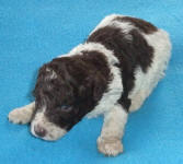 Parti Schnoodle Puppies, Chocolate and White