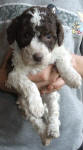 Parti Schnoodle Puppies, Chocolate and White