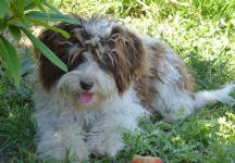 Parti Schnoodle Puppies, Chocolate and White