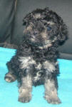 Phantom Schnoodle Puppies