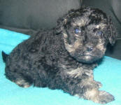 Phantom Schnoodle Puppies