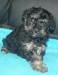 Phantom Schnoodle Puppies