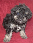 Phantom Schnoodle Puppies