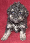 Phantom Schnoodle Puppies