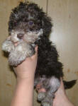 Phantom Schnoodle Puppies