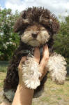 Phantom Schnoodle Puppies