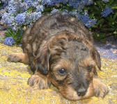 Phantom Schnoodle Puppies