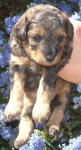 Phantom Schnoodle Puppies