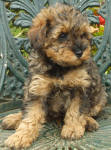 Phantom Schnoodle Puppies