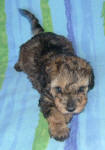 Phantom Schnoodle Puppies