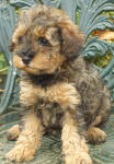 Phantom Schnoodle Puppies