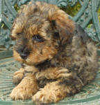 Phantom Schnoodle Puppies