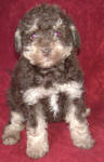 Phantom Schnoodle Puppies