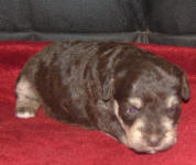 Phantom Schnoodle Puppies