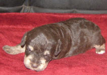 Phantom Schnoodle Puppies