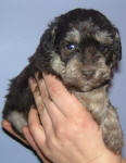 Phantom Schnoodle Puppies