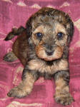 Phantom Schnoodle Puppies