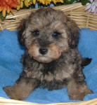 Phantom Schnoodle Puppies