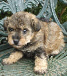 Phantom Schnoodle Puppies