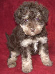 Phantom Schnoodle Puppies