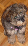 Phantom Schnoodle Puppies