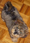 Phantom Schnoodle Puppies