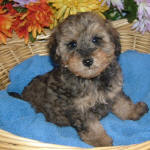 Phantom Schnoodle Puppies