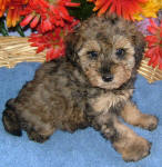 Phantom Schnoodle Puppies