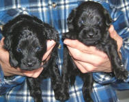 Schnoodle Puppies Black