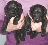 Schnoodle Puppies Black