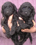 Schnoodle Puppies Black