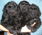 Schnoodle Puppies Black