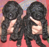 Schnoodle Puppies Black