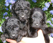 Schnoodle Puppies Black